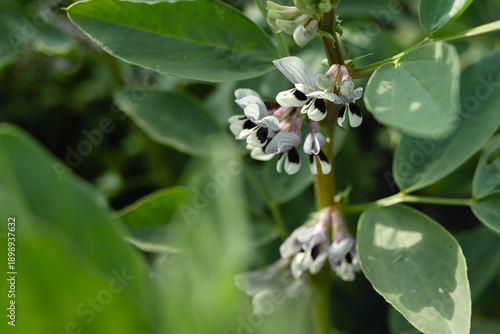 Quadro su tela Macro close-up detail of a broad bean flower