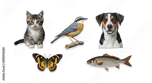 Isolated Cutout Elements on White Background – Animals, Insects, Flowers and Symbols