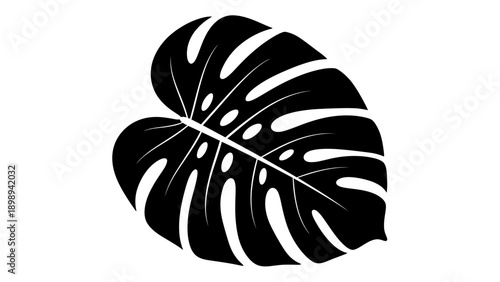  A Clean Vector Silhouette of a Trendy Monstera Leaf with Unique Perforations. transparent.