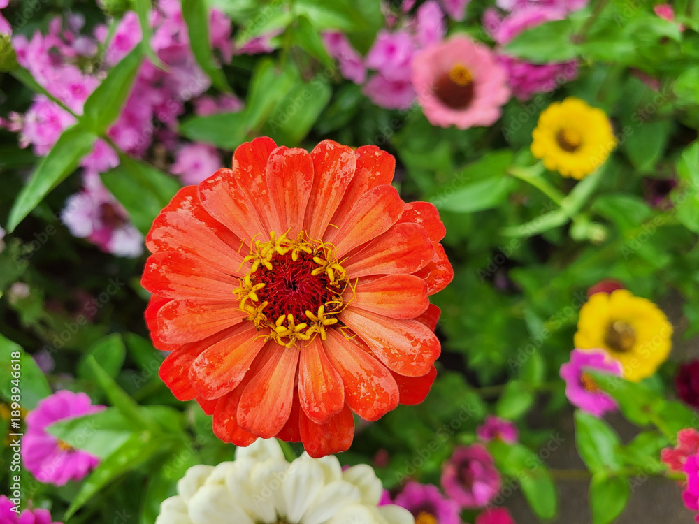 Obraz premium Close-up of a zinnia flower in the garden. Romantic garden