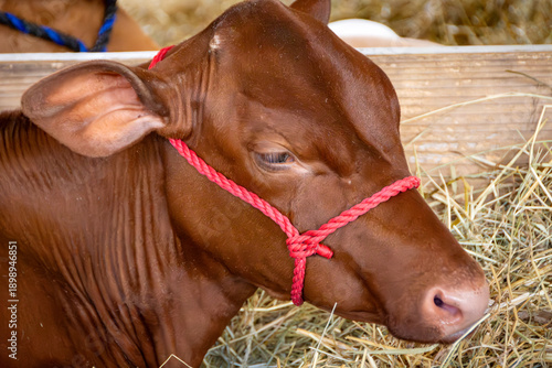 Foto A close-up of a young reddish-brown beef calf (Bos taurus) wearing a red rope halter while resting on straw bedding at a summer rural county fair