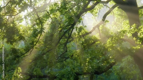 Magical sunbeams shining through the misty green leaves and branches of an ancient forest tree