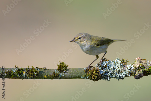 Wallpaper Mural Fitis willow warbler  Phylloscopus trochilus Torontodigital.ca