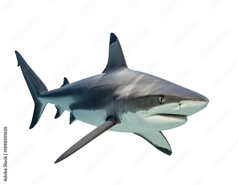 Fototapeta premium Blacktip Reef Shark Front-Facing Perspective, Approaching View, isolated on transparent background, Generative AI
