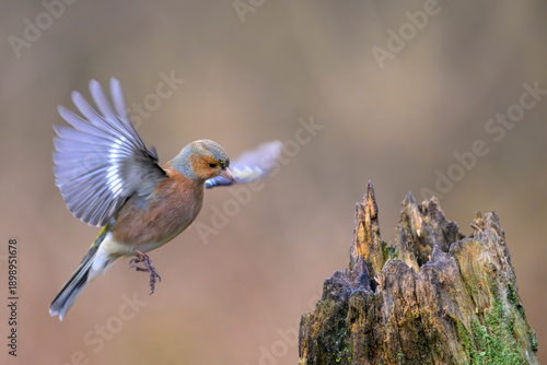 Wallpaper Mural Buchfink Fringilla coelebs chaffinch Torontodigital.ca