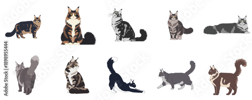 Maine Coon Cat Character Set With Multiple Poses Flat Vector Illustration Collection