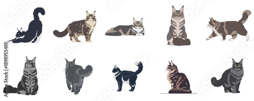 Maine Coon Cat Pose Collection With Standing Sitting Walking Flat Vector Illustration Set