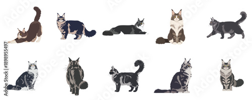 Maine Coon Cat Poses Bundle With Walking Sitting Stretching Flat Vector Characters