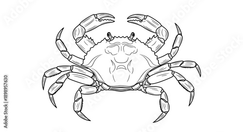 A black and white line drawing of a crab