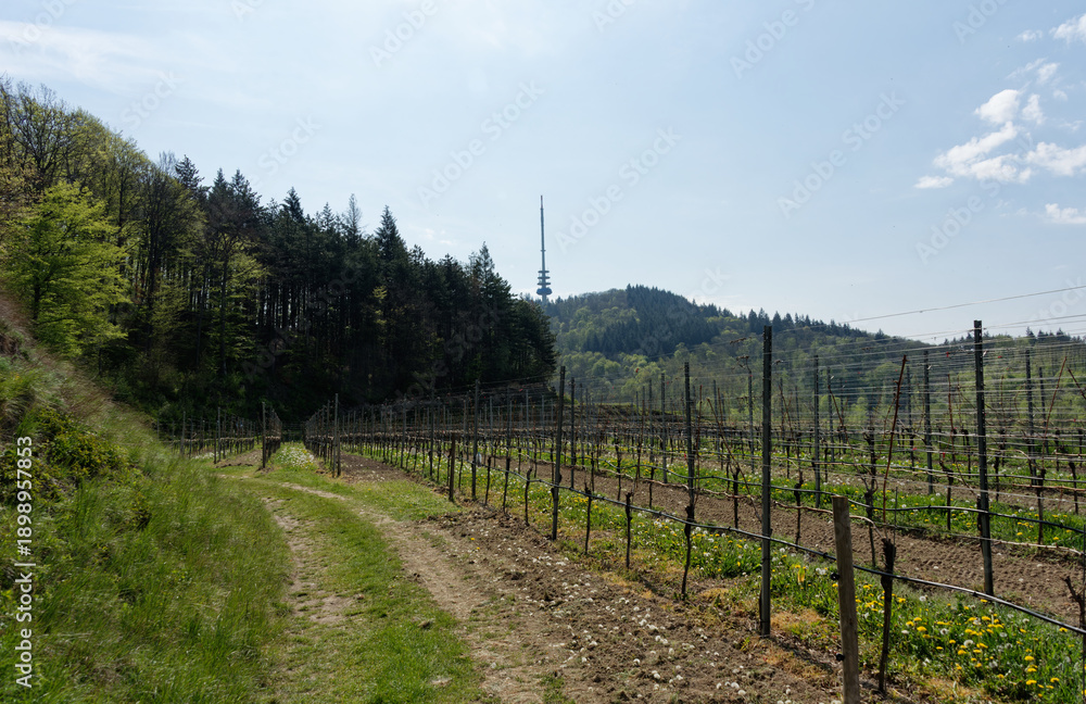 Obraz premium Baden-Württemberg - Kaiserstuhl - Weinberge - Rebstöcke