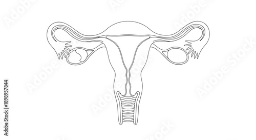 Detailed anatomical drawing of a female uterus and ovaries