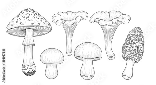 A group of various wild mushrooms