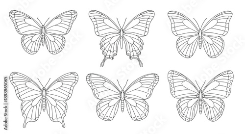 Collection of six different butterfly sketches with detailed line work showing various species in a classic naturalist style.