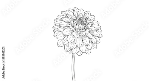 Beautiful hand drawn line art illustration of a dahlia flower with intricate petals isolated on a clean white background for coloring.