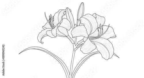 Detailed black and white botanical illustration of lily flowers and buds on stems isolated on a white background for garden design.