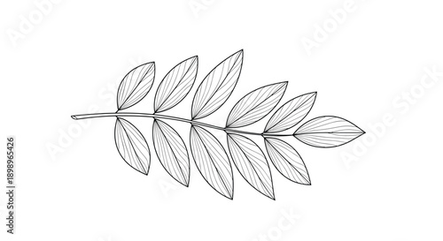 Fine line drawing of a single plant branch with several oval leaves featuring detailed vein patterns in a classic botanical art style.
