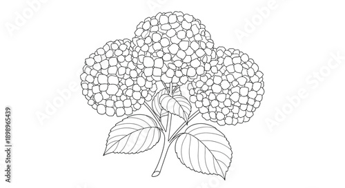 Beautiful hydrangea flower cluster drawing with multiple small blossoms and large textured leaves in a monochromatic line art style.