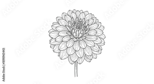 Detailed botanical sketch of a single dahlia flower showing numerous layers of delicate petals and a short stem in black line art.