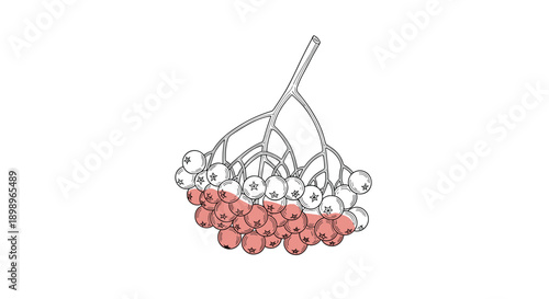 Realistic rowan berry branch illustration with fine black lines and a splash of red color on the lower cluster of small round fruits.