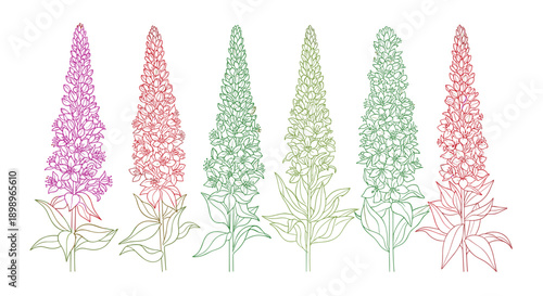 Artistic collection of tall spiked flowers like lupines or delphiniums shown in a vibrant gradient of purple, pink, and green.