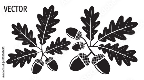 Stylized black and white vector illustration of oak tree branches with autumn leaves and acorns, a natural forest symbol