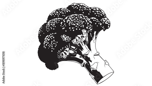 Illustration of a hand holding broccoli florets with stalks and crown in black ink style.