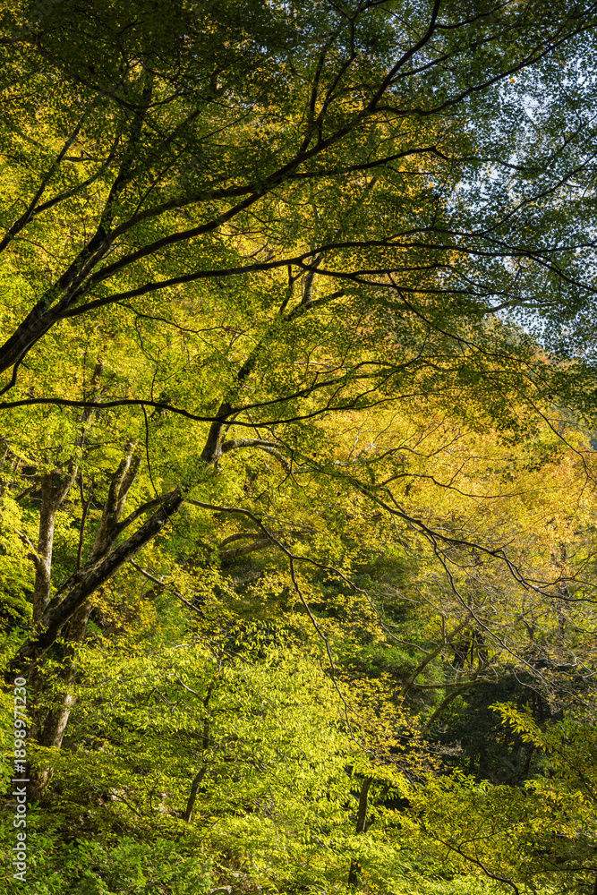 Obraz premium 日本 岡山県真庭市にある神庭の滝自然公園内の紅葉