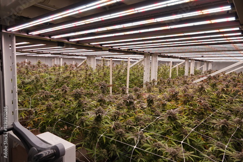 marijuana cannabis indoor