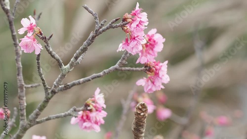 Close-up of Pink Kanhizakura Cherry Blossoms Blooming in Early Spring
