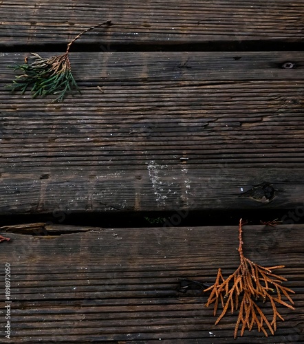 Ramas secas de conífera sobre madera envejecida con textura natural