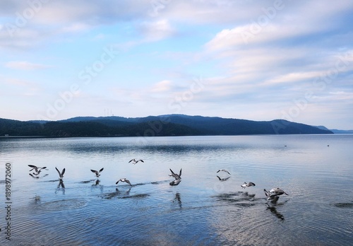 seaguls on the lake