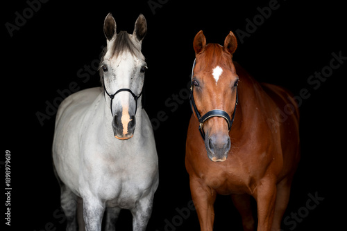 Portrait of two dressage horses of isolated on a fine art black background, one horse is chestnut the second horse is grey