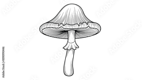 Artistic line drawing of a wild mushroom showing detailed gills, cap texture, and a textured stem isolated on a white background.