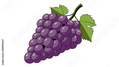 Bunch of fresh purple grapes with green leaves isolated on white background. Flat vector illustration of organic fruit for healthy lifestyle and vineyard concept.