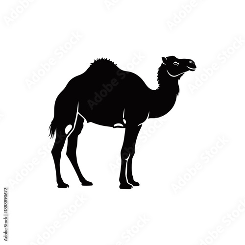 Black silhouette of a dromedary camel standing on a white background, side profile view.