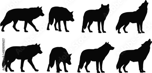 Set of realistic wolf silhouettes in different walking, standing, and howling poses, black wild animal vector icons isolated on white background for wildlife and nature design