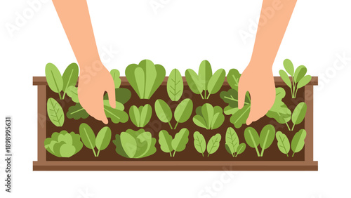 Hands tending to green lettuce plants in garden bed in flat design