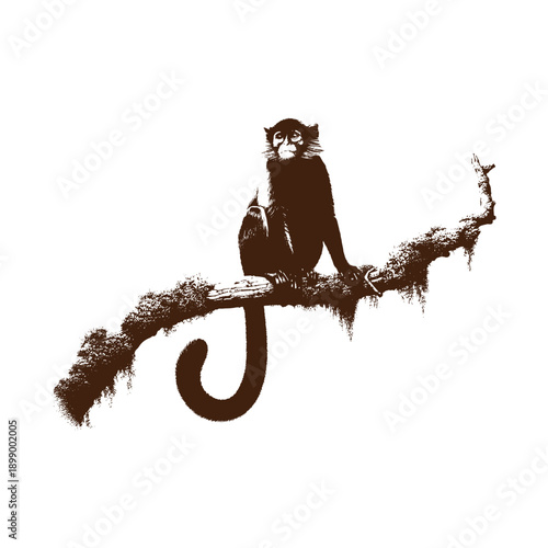  Monkey sitting on a tree branch