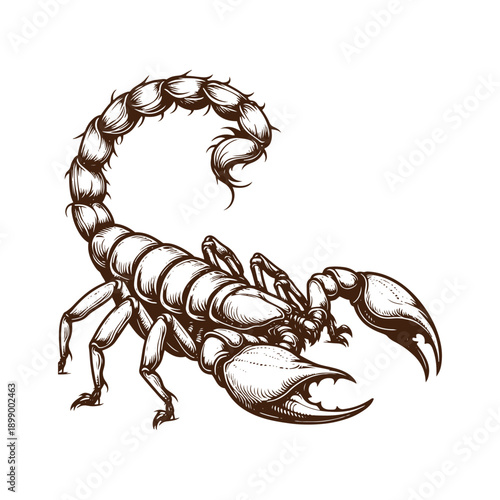  Detailed illustration of a scorpion with curved tail and open claws