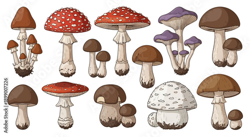 A detailed illustration showcasing a variety of different mushroom types, including red, brown, and purple fungi, depicted in a cartoon style.