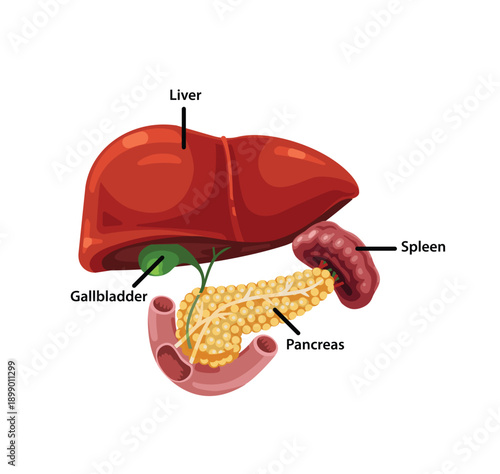 Human Digestive Organs Cartoon Anatomy Illustration