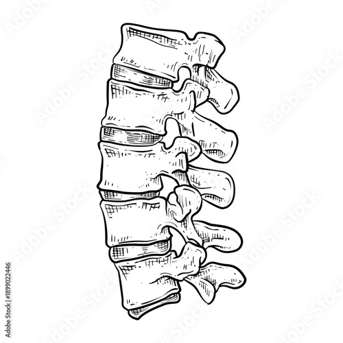 human lumbar spine vector line art hand drawn illustration