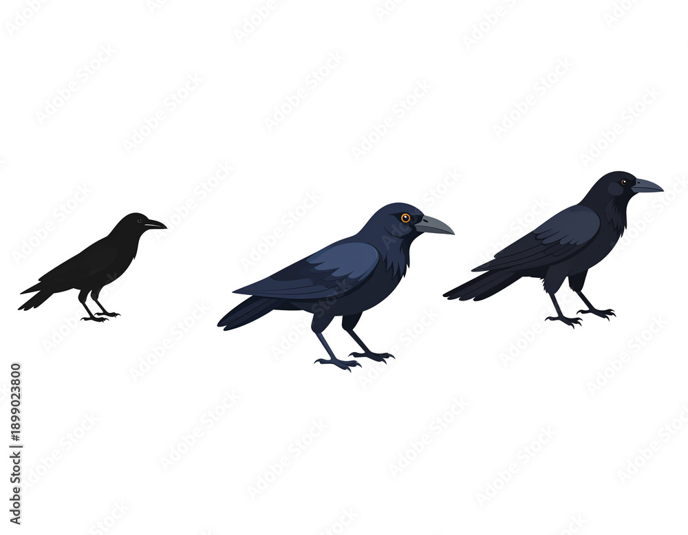 Fototapeta premium crow on a white background