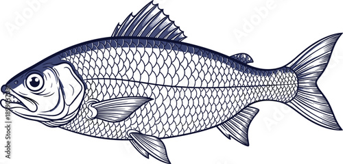 Detailed monochrome fish illustration, left-facing profile with spiked dorsal fin, scales, fins, gill cover, stylized line art vector, white background