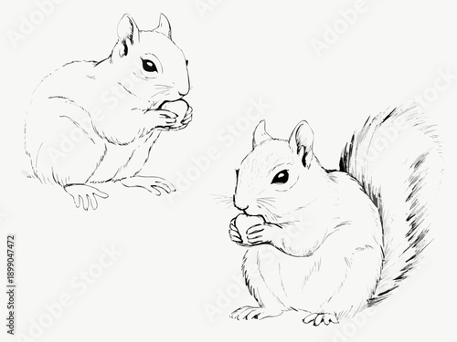 Two squirrels are depicted holding and eating nuts in a simple sketch