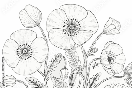 Delicate poppy flowers in a detailed black and white sketch illustration