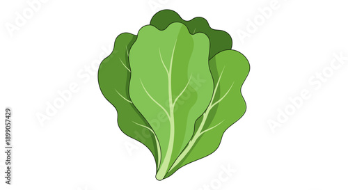 Fresh Green Leafy Vegetable Illustration.