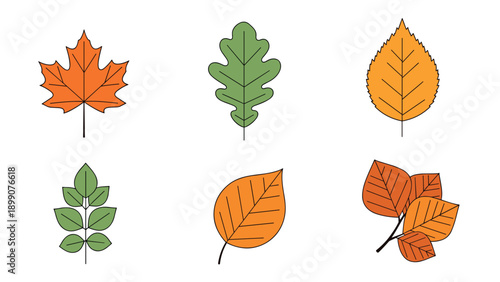 Set of six various autumn leaves in shades of orange green and brown with simple line details for seasonal nature and fall designs.