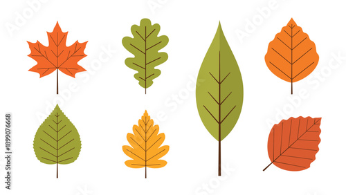 Set of eight different autumn leaves in vibrant shades of orange green and yellow with simple veins on a clean white background for fall designs.