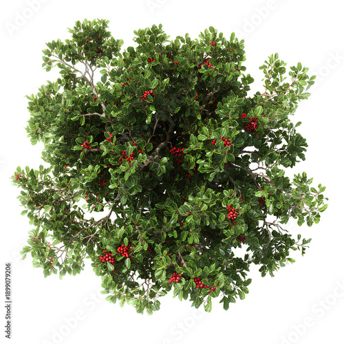 a beautiful plant on transparent, plant on white background